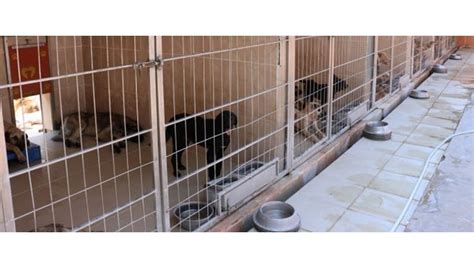 A­n­t­a­l­y­a­­d­a­ ­b­a­r­ı­n­a­k­t­a­k­i­ ­­h­a­y­v­a­n­l­a­r­ı­n­ ­ö­l­d­ü­r­ü­l­d­ü­ğ­ü­­ ­i­d­d­i­a­s­ı­ ­-­ ­S­o­n­ ­D­a­k­i­k­a­ ­H­a­b­e­r­l­e­r­